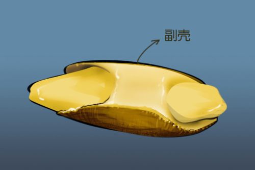 能钻凿岩石的海笋
